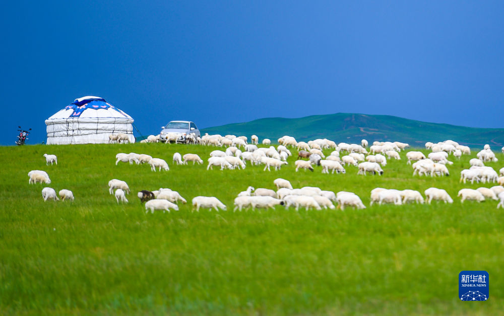 “带薪休假”的内蒙古草原